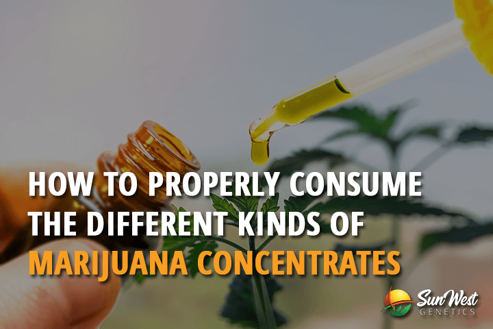 How To Properly Consume The Different Kinds of Marijuana Concentrates 1