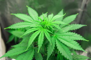 autoflower weeds