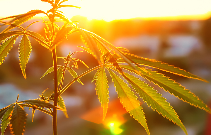 autofowering marijuana