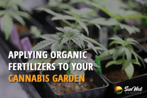 cannabis garde 1