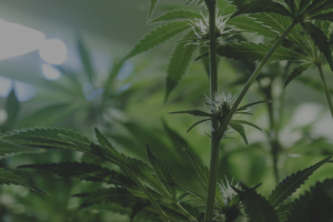 cannabis pistil