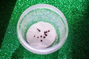 germinating marijuana seeds
