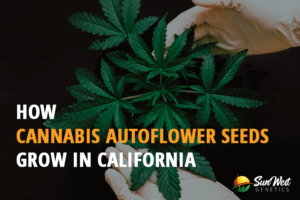 how cannabis autoflower seeds grow in california