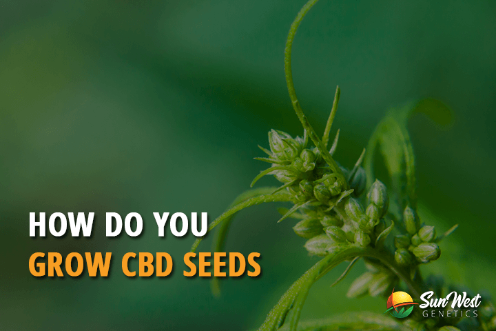 how do you grow cbd seeds
