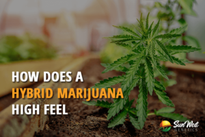 how does a hybrid marijuana high feel