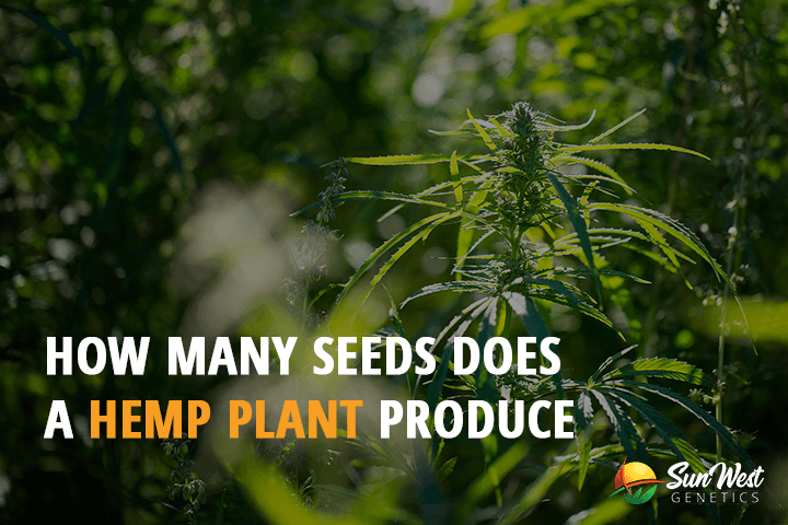 how many seeds does a hemp plant produce