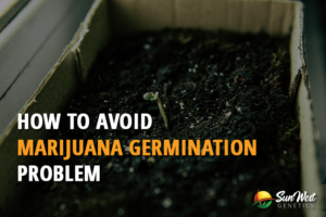 how to avoid marijuana germination problem