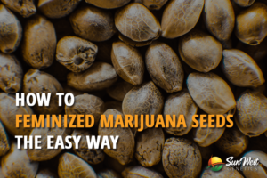 how to feminized marijuana seeds the easy way