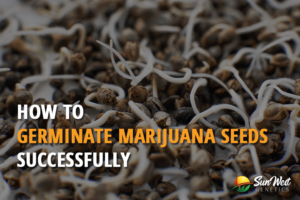 how to germinate marijuana seeds successfully 2