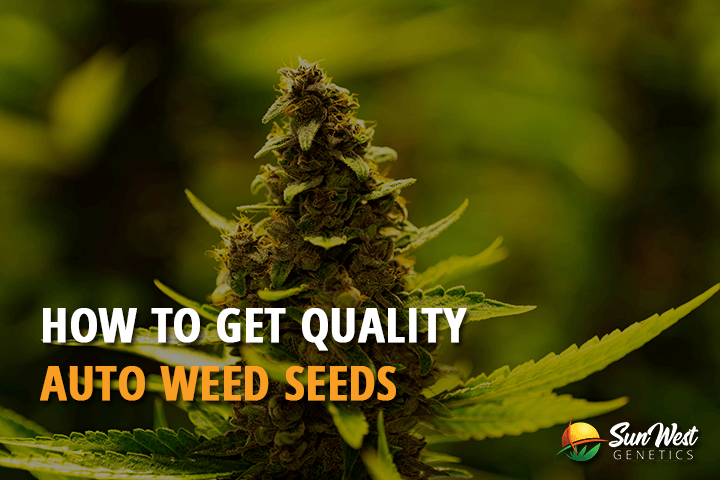 how to get quality auto weed seeds