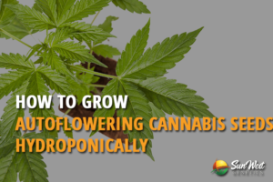 how to grow autoflowering cannabis seeds hydroponically