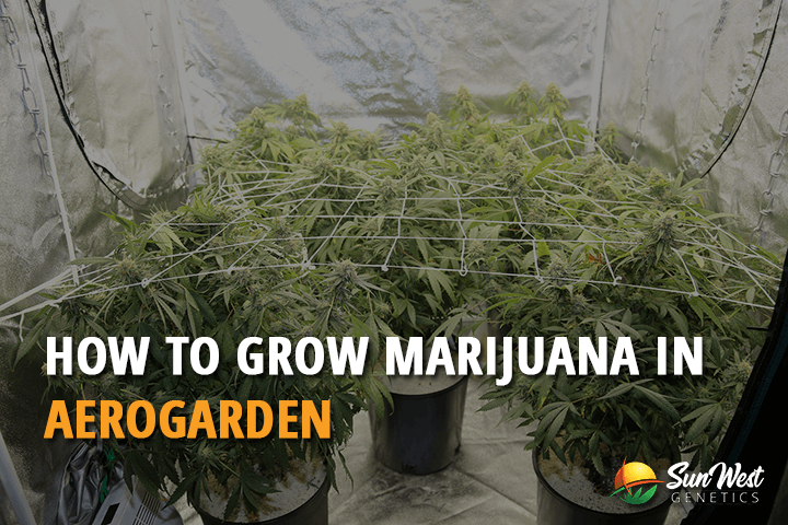 how to grow marijuana in aerogarden