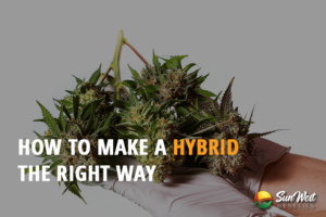 how to make a hybrid the right way