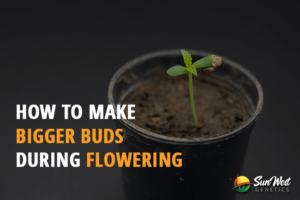 how to make bigger buds during flowering