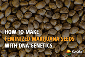 how to make feminized marijuana seeds with dna genetics