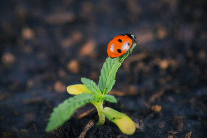 marijuana garden