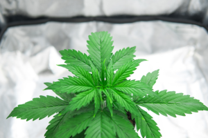 marijuana grow box