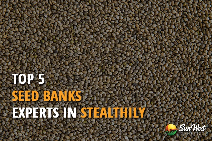 top 5 seed banks experts in stealthily cannabis seeds shipping