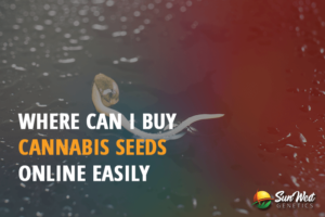 where can i buy cannabis seeds online easily