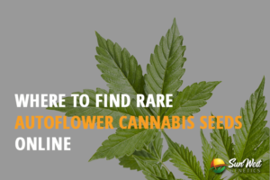 where to find rare autoflower cannabis seeds online