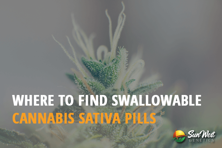 where to find swallowable cannabis sativa pills