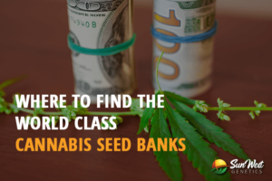 where to find the world class cannabis seed banks