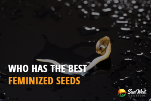 who has the best feminized seeds