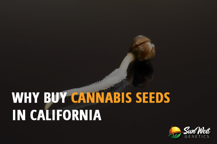 why buy cannabis seeds in california