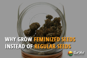why grow autoflowering feminized seeds instead Of regular seeds 1