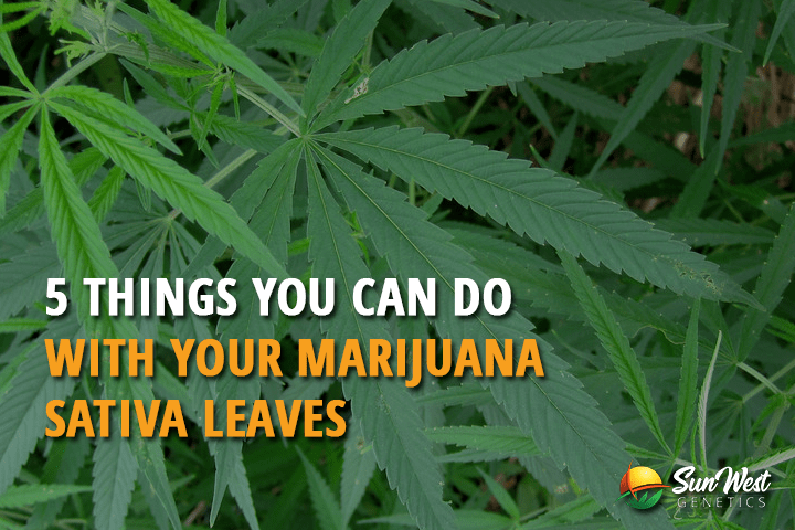 5 things you can do with your marijuana sativa leaves