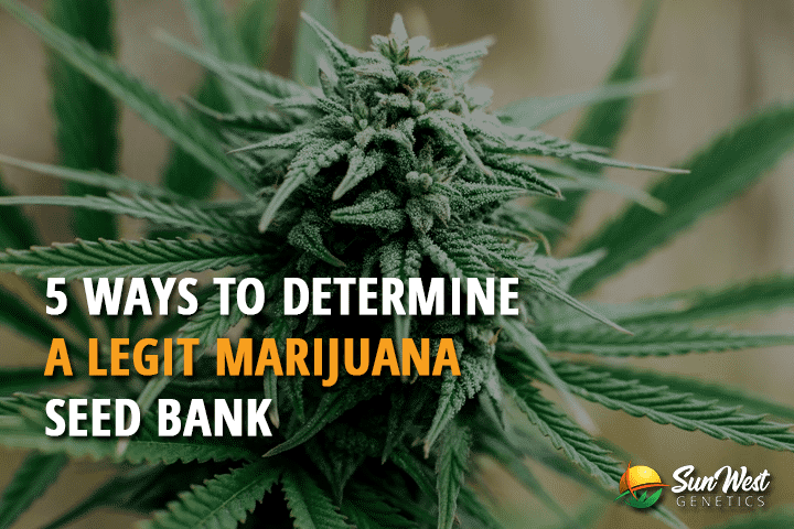5 ways to determine a legit marijuana seed bank
