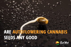 are autoflowering cannabis seeds any good