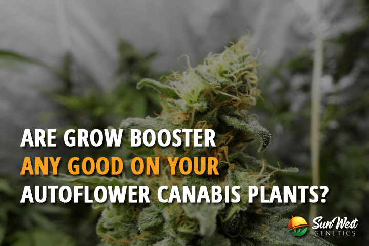 are grow boosters any good on your autoflower cannabis plants
