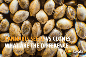 cannabis seeds vs clones what are the difference