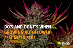 dos and donts when growing autoflower feminized seeds