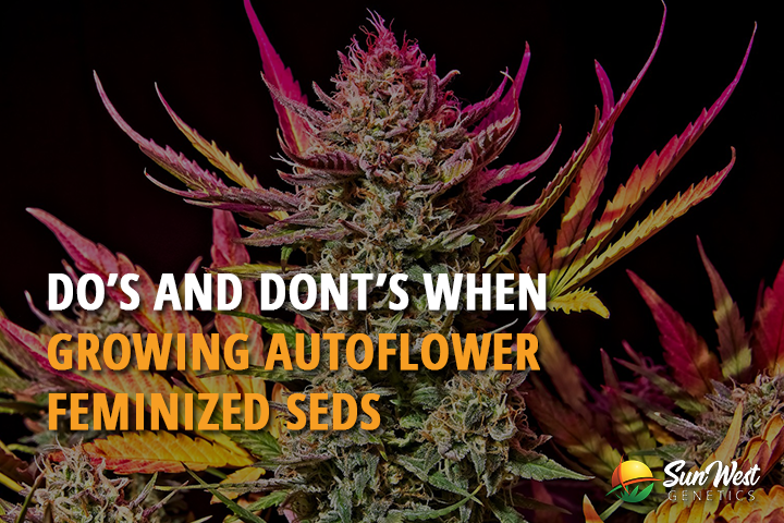 dos and donts when growing autoflower feminized seeds