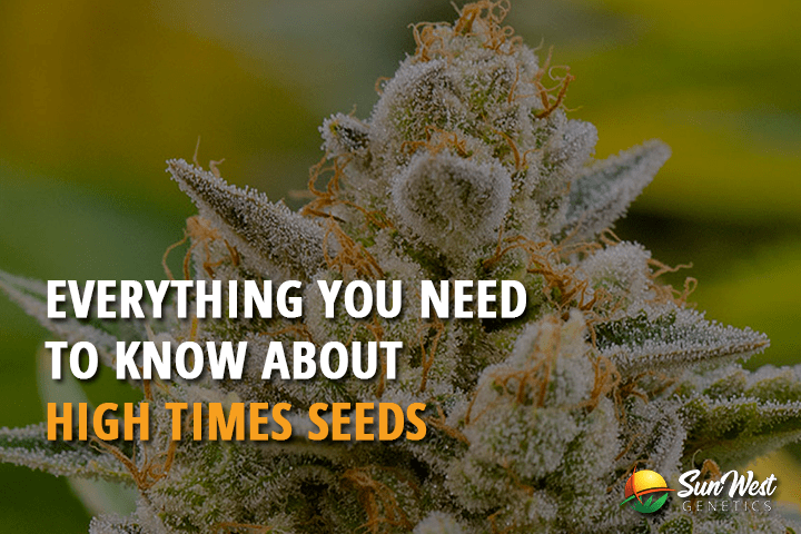 everything you need to know about high times seeds