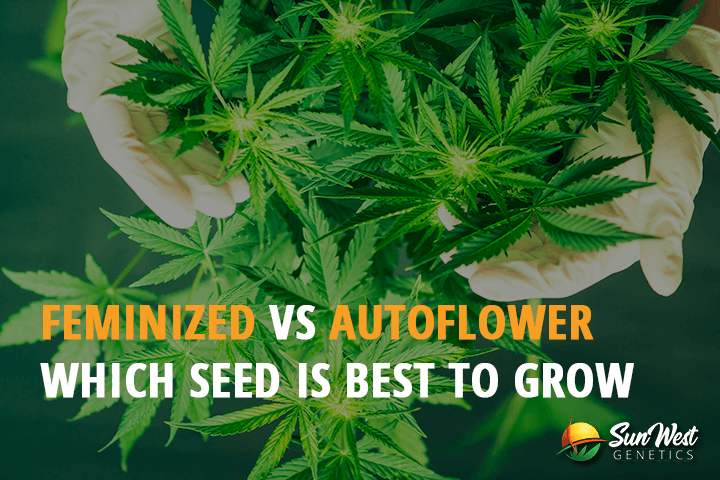 feminized vs autoflower which seed is best to grow