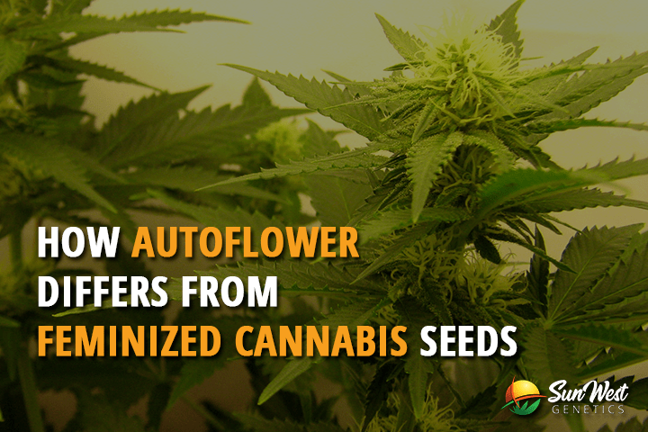 how auto flower differs from feminized cannabis seeds