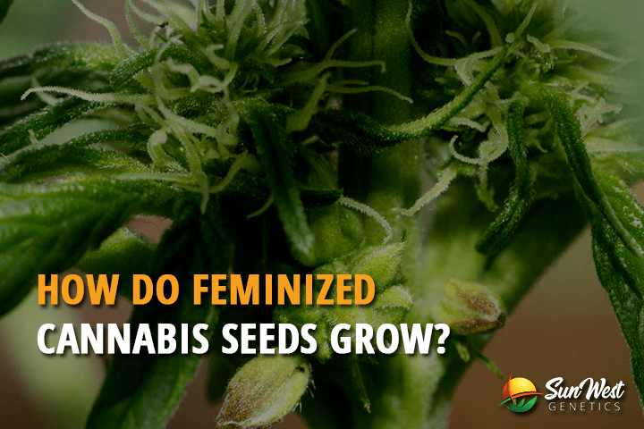 how do feminized seeds cannabis grow