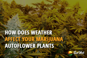 how does weather affect your marijuana autoflower plants