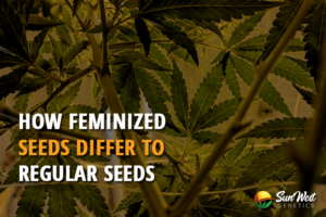 how feminized seeds differ to re