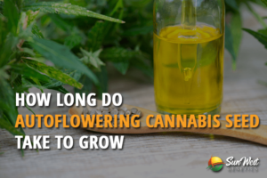 how long do autoflowering cannabis seed take to grow