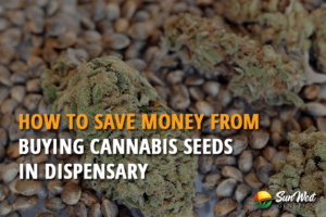 how save money from buying cannabis seeds in dispensary