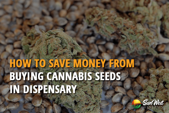 how save money from buying cannabis seeds in dispensary