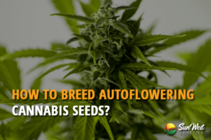 how to breed autoflowering cannabis seeds