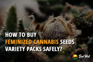 how to buy feminized cannabis seeds variety packs safely