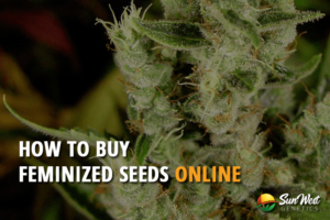 how to buy feminized seeds online