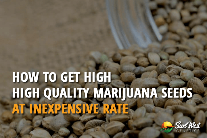 how to get high quality marijuana seeds at inexpensive rate