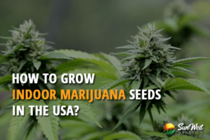 how to grow indoor marijuana seeds in the usa